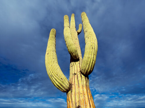 A cactus during a potential storm